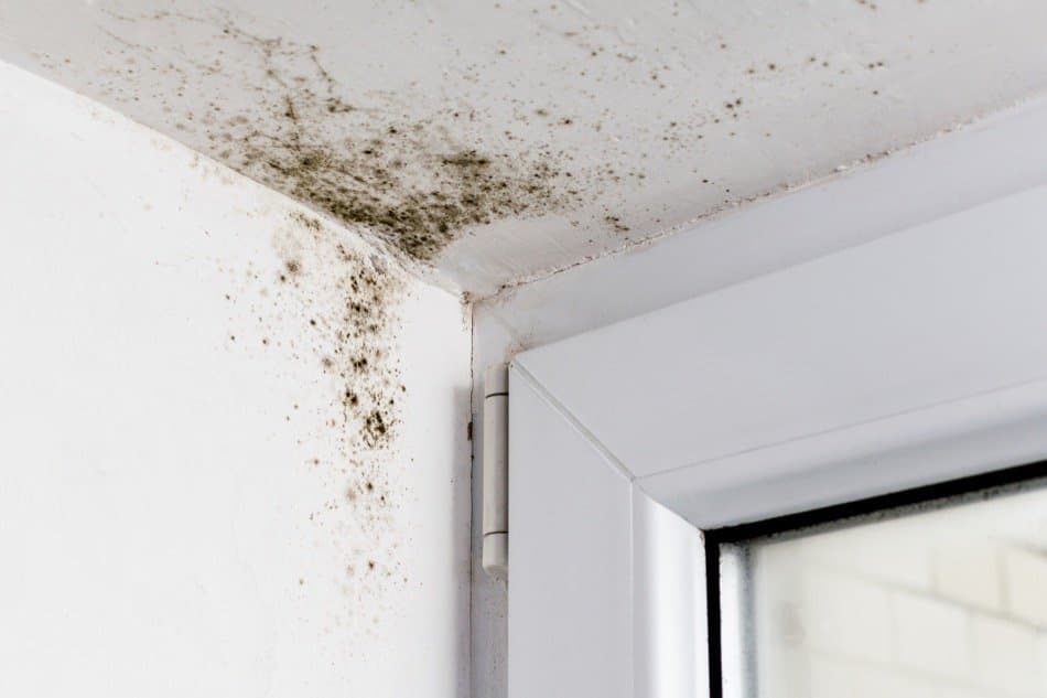 The 30-Year History of Mold in America